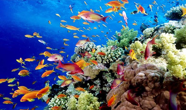 Great Barrier Reef Marine Park, Australia