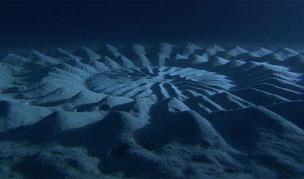 Underwater Crop Circles, Japan-Produced by male pufferfish flapping their fins in the sand, these crop circles litter the seabed around Japan.
