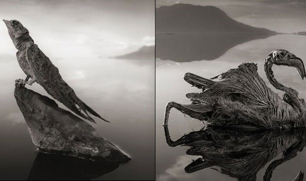 Calcifying Lake, Tanzania-Like something out of a sci-fi movie, Lake Natron in northern Tanzania has such a high pH that it calcifies any animal that tries to enter its waters
