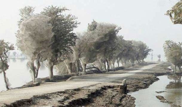 Cocooned trees, Pakistan-During a flood, the only place for the spiders to go is the trees