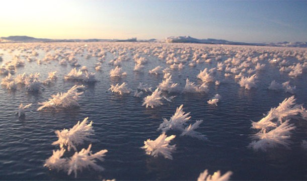 Frost Flowers, Arctic Areas-This phenomenon occurs due to temperature differentials between the ocean and the atmosphere.