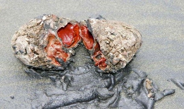 Living Rocks, Chile-Resembling a mass of organs found inside a rock, this filter feeding creature easily blends into the beach.