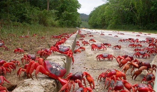 Red Crab Migration, Christmas Island-Every year nearly 120 million crabs make their way to the ocean.