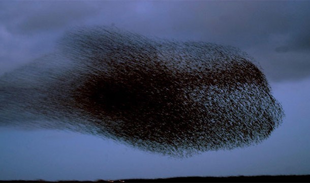 The Black Sun, Denmark-During spring in Denmark, millions of European starlings get together to form huge and complex shapes in the sky.