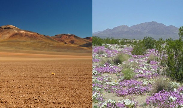 The Flowering Desert, Chile-Only occurring every several years, usually after heavy rain, the Atacama Desert will briefly flower.