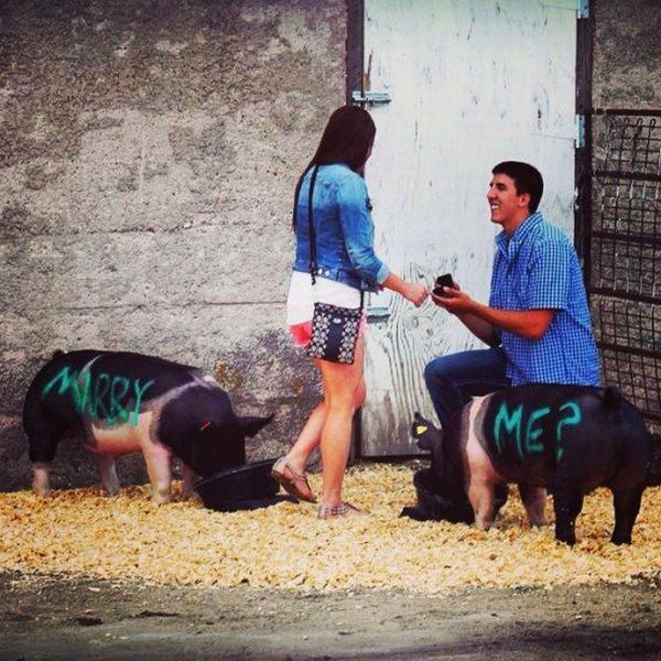 cool pic pig proposal - Mo?