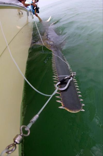 cool pic biggest sawfish ever caught