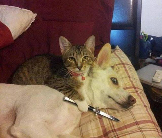 cool pic cat with knife dog