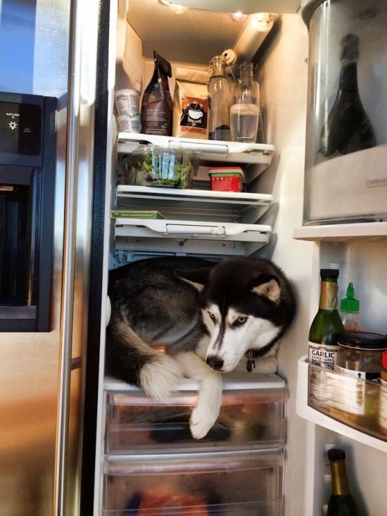 cool pic husky dog in fridge - Garlic