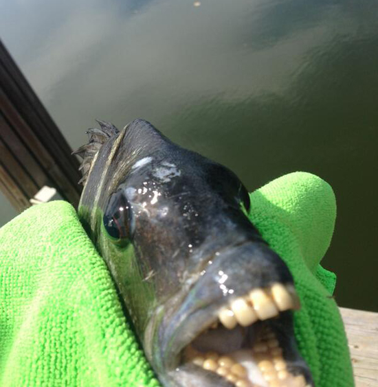 cool pic fish funny teeth