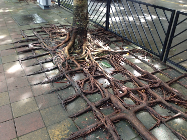 cool pic tree roots growing