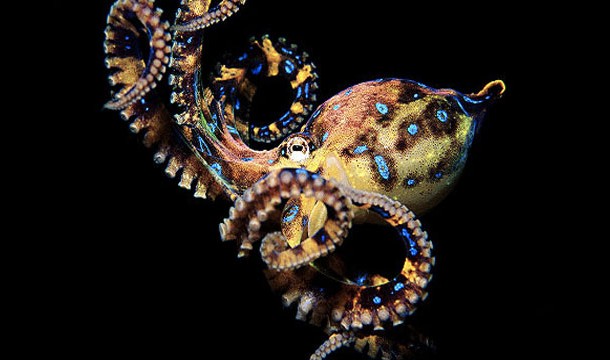 Regarded as one of the worlds most venomous animals, the blue ringed octopus can kill an adult within minutes and its toxin has no antidote.