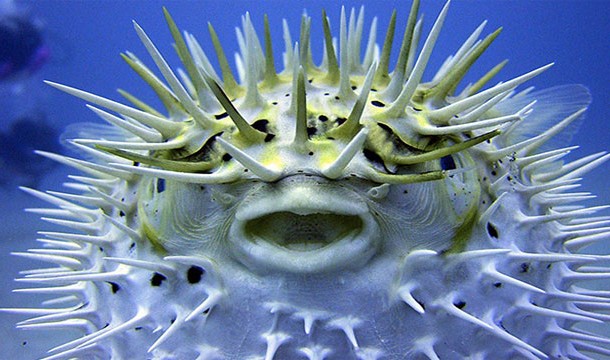 PufferfishThe second most poisonous vertebrate on the planet and their is no antidote. Its poison kills you by paralyzing your diaphragm and making it impossible to breathe.