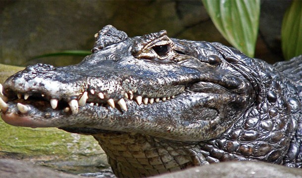 Caiman crocodiles-According to National Geographic, with one snap of their jaws they can kill almost anything stone dead