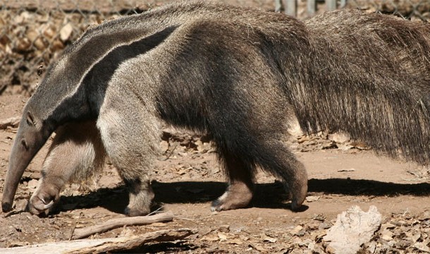 Giant Anteater-Although it typically doesnt bother humans, if you corner one expect to be mauled.
