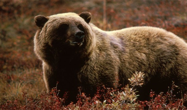 BEAR-Although the moose has a slightly worse track record, bears are definitely willing and capable of killing humans, even the big docile panda bears