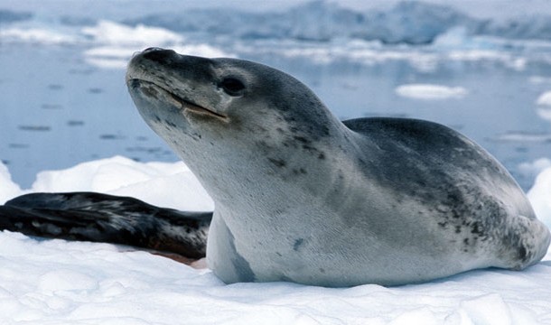 Leopard Seal-An apex predator in the polar regions, these seals have been known to drag humans off the ice.