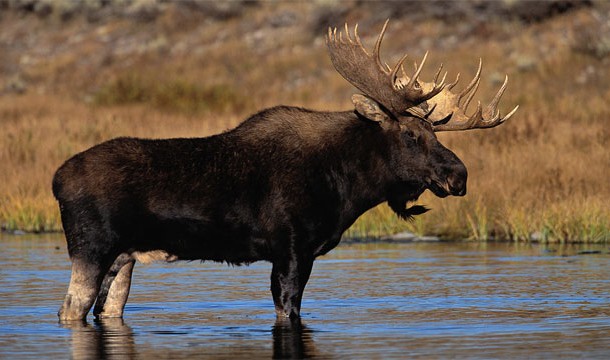 MOOSE-Dont be fooled. They actually attack more people annually than bears do and are especially violent when defending a calf.