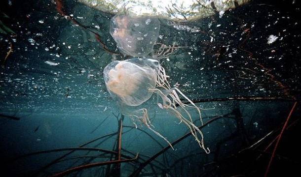 Box Jellyfish-Even a little bit of this creatures venom can stop your heart