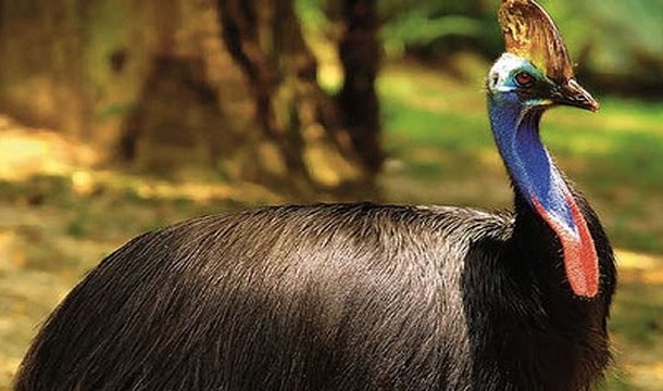 Cassowary-Found in the rainforests of Papua New Guinea, if you disturb this bird do not expect to outrun it. Also, its preferred method of attack is disembowelment using its claws