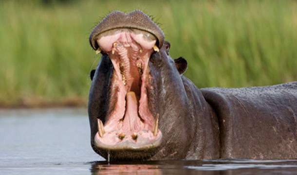 Hippos are responsible for more human deaths than any other non-human mammal.
