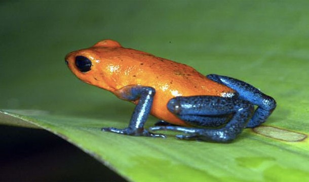 Poison Dart Frog-Indigenous South Americans use the venom to create toxic blowgun darts. Too much though, and youre a gonner.