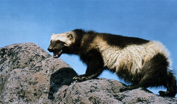 Wolverine-It looks cute but this vicious animal can take down prey as large as a moose