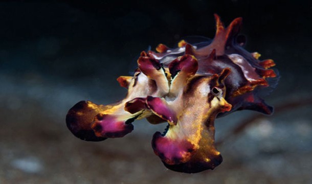 Pfeffer's flamboyant cuttlefish-Like the poison dart frog, the vibrant colors are meant to be a warning. This fish is extremely toxic