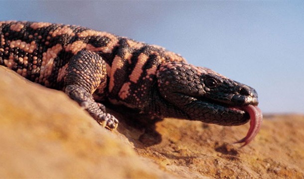 Gila Monster-Native to the United States, this lizard is capable of delivering a fatal dose of venom if stepped on.