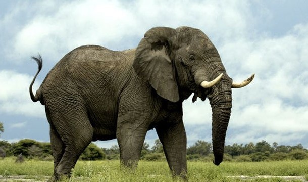 Elephant-Often seen as cute and cuddly creatures, elephants are actually very efficient people killers and mistreated elephants have even been known to be vindictive