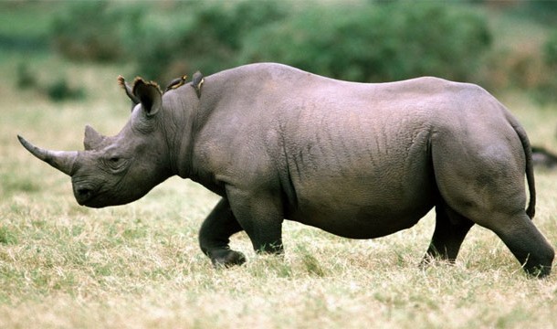 Rhinoceros-Possibly one of the most unpredictable animals on this list, rhinos are known for charging anything they feel even remotely threatened by.
