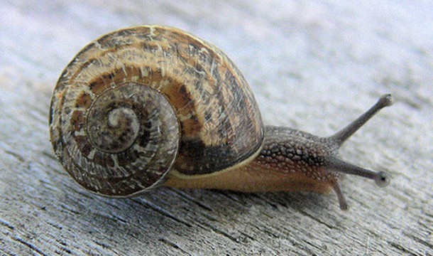 Freshwater Snails-They carry the second most common parasitic disease in the world, schistosomiasis.