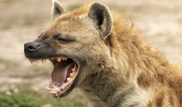 Hyenas-They dont have the greatest reputation when it comes to not attacking humans and for good reason, wild hyenas are willing to attack anything that moves.
