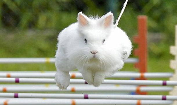 Kaninhop: Also known as "bunny jumping," this Swedish sport is basically equestrian show jumping with rabbits.