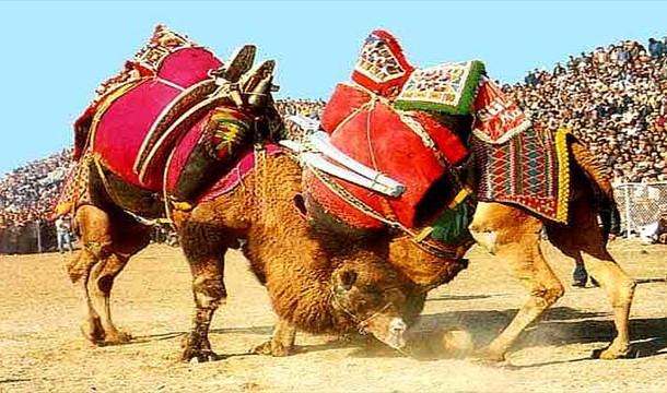 Camel Wrestling: Although it has been criticized by some animal rights groups, camel wrestling is still a major pasttime in countries like Turkey.