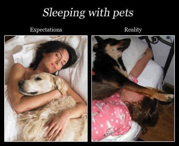 perception vs reality funny - Sleeping with pets Expectations Reality