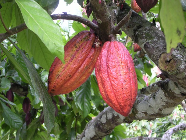 Cocoa trees can live up to 200 years but they only produce usable cocoa beans for about 25 years.