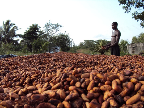 The Ivory Coast is by far the world's leading producer of cocoa beans. About 37 percent of all the cocoa beans in the world come from here.