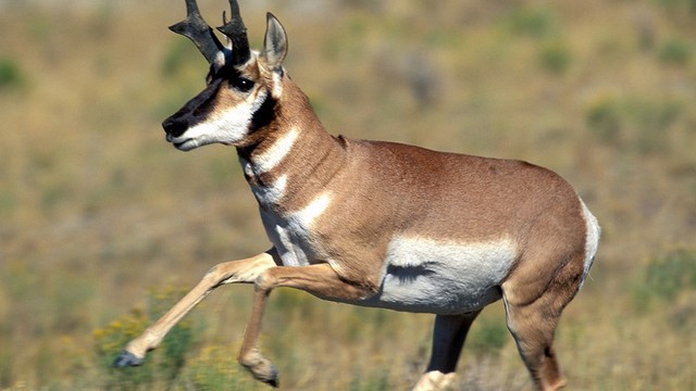 There really isnt an accurate measurement of the pronghorn antelopes speed but it has been clocked at 61 mph 98 kph. Since it has larger vital organs such as the lungs and heart, it can sustain this lightning speed longer than the cheetah.