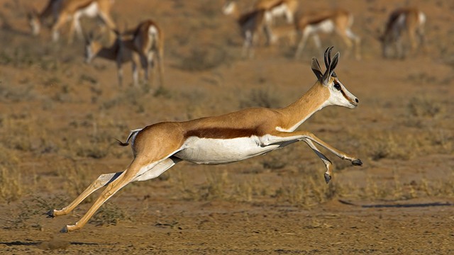 Springbok-Although at times Springboks may run faster than Pronghorn Antelopes, it cannot run really far at maximum speed. As the lionsfavorite lunch, this would be a disadvantage, but running faster than its main predator at up to 62 mph 100 kph gives them hope for survival.