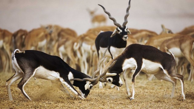 Black buck-Native to the Indian continent, this antelope that has been classified as near threatened by the International Union for Conservation of Nature is also the last of its species in the genus Antilope. Clocking at 50 mph 80 kph, these antelopes are hunted by feral cats and wolves.