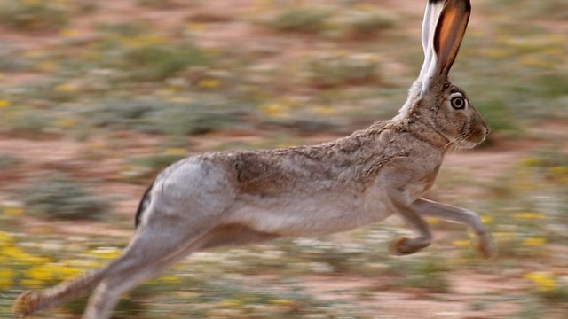 Jackrabbit-Remember that fable about the hare and the tortoise? Even though its just a fable, theres truth to how fast a jackrabbit can run. These little guys can outrun their predators at 45 mph 72 kph through a combination of leaps and zigzags. It can even leap an impressive 3 m 9.8 ft in one bound.
