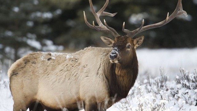 Elk-Dont let its size fool you, the second largest species of deer, the elk or wapiti at times can run at 45 mph 72 kph.