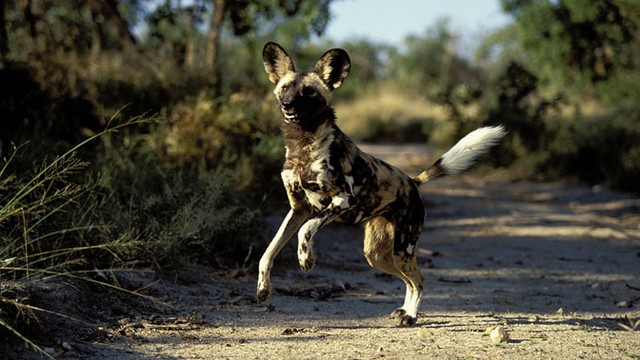 It looks like a hyena but its not. The Cape Hunting Dog is called by several other names like ornate wolf and painted dog and can reach speeds of up to 45 mph 72 kph