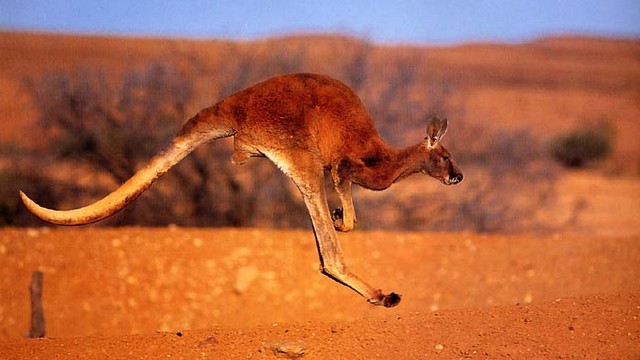 Red Kangaroo-These guys can hop at speeds of 44 mph 71 kph and maintain that speed for 1.2 miles 2 km. The faster it hops the lesser energy it consumes.