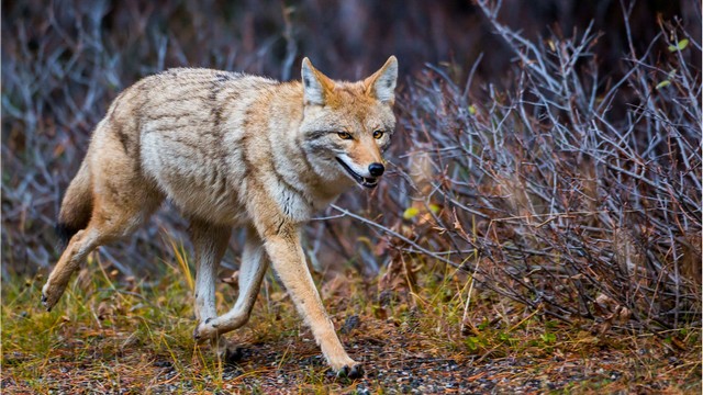 This canine, also known as the American jackal among others, has inspired animators and filmmakers to either create characters or a movie title after it. Coyote-It can reach speeds of up to 43 mph 69 kph and can devour almost anything from small mammals to insects to your pets and even dig into your garbage bin.