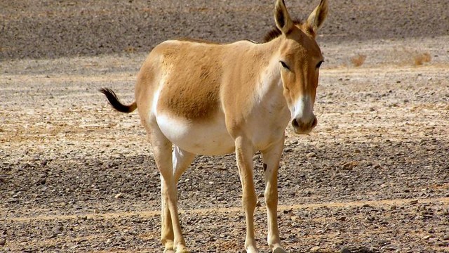Onager-A member of the genus Equus along with horses, donkeys, mule and etc., it runs at 43 mph 69 kph even though it looks heavier and larger than the latter two. Unlike most of the animals in its genus, this animal is famously untamable as opposed to its possible domestication in Ancient Sumer.