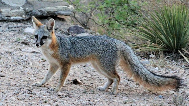 Gray Fox-There are only 2 living members of the genus Urocyon, the Channel Island fox and the gray fox. Because of mans fervor for advancement, the gray fox which is considered one of the most primitive of the living canids, was outnumbered by the red fox. These mammals which can run up to 42 mph 67.5 kph and is able to climb trees to evade its predators like domestic dogs or coyotes