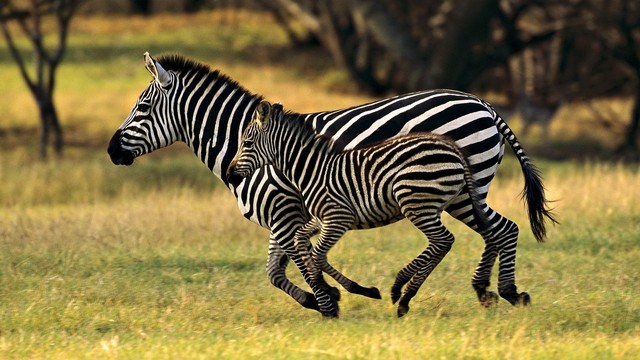 The black and white stripes on a Zebras pelt has inspired not only the fashion and art world but even the color of the seats of Mbombela Stadium, one of South Africas eye catching infrastructures. These stripes, which was said to be for camouflage, are unique to each of them and of course made them famous to humans. As a member of the African equids, they can run as fast as 40 mph 64 kph and have the stamina to outrun their predators