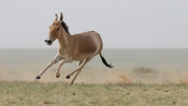 Mongolian Wild Ass-This endangered member of the genus Equus is a native of East Asia, particularly Mongolia and Northern China. Although it can run up to 40 mph 64 kph, it wasnt spared from poaching for its meat eventually pinning it on the endangered list and is now fully protected by the Mongolian government as well as other international environmental advocates.